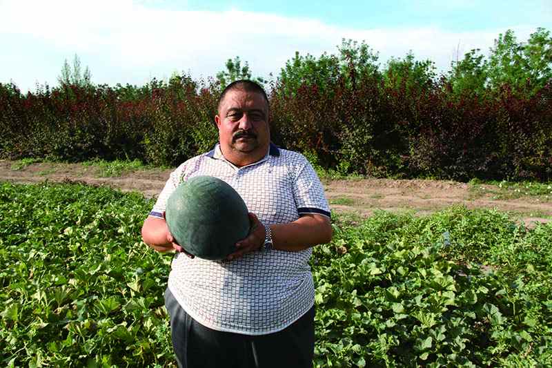 2015年安农展示田